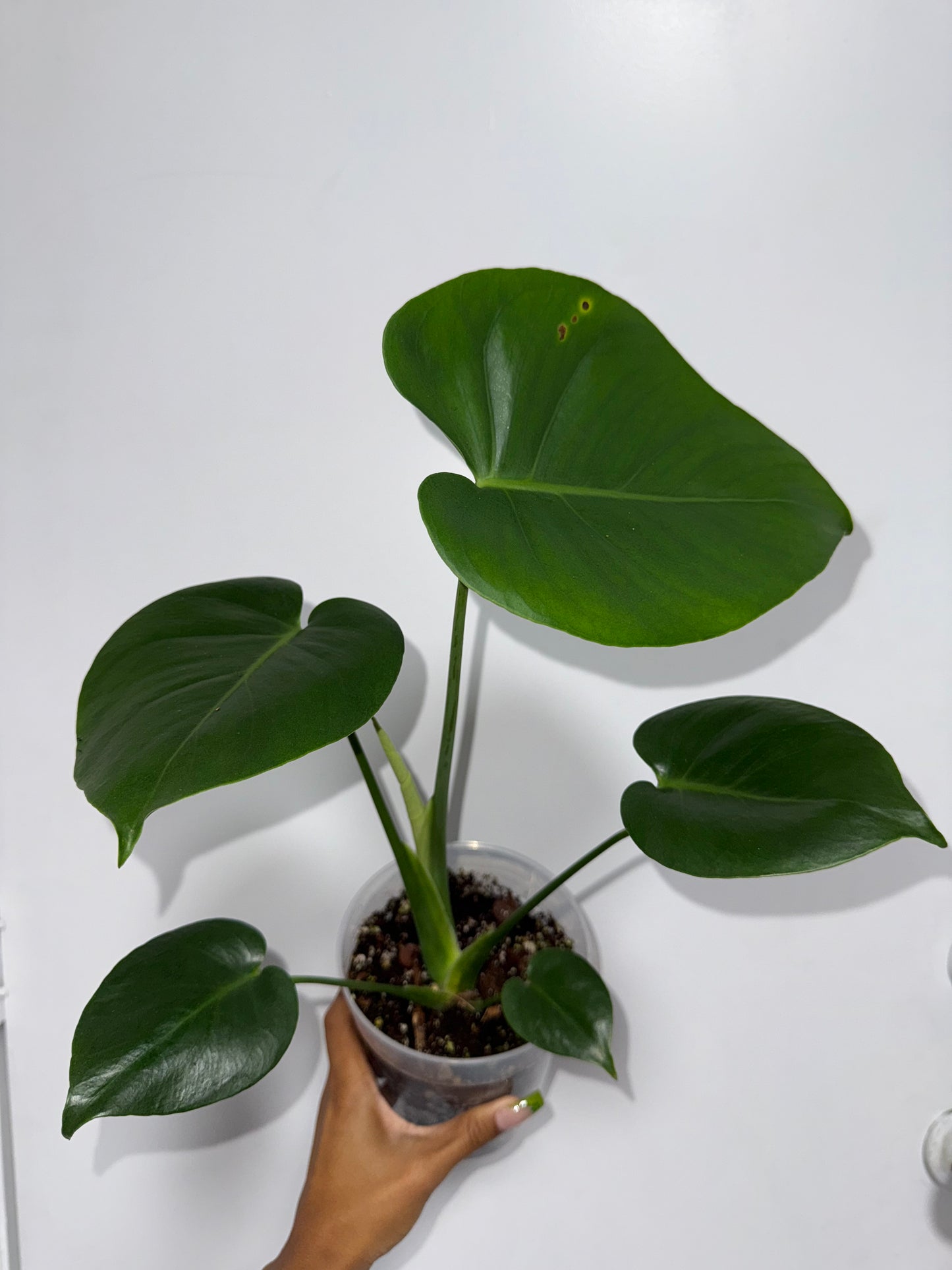 Monstera deli growers choice