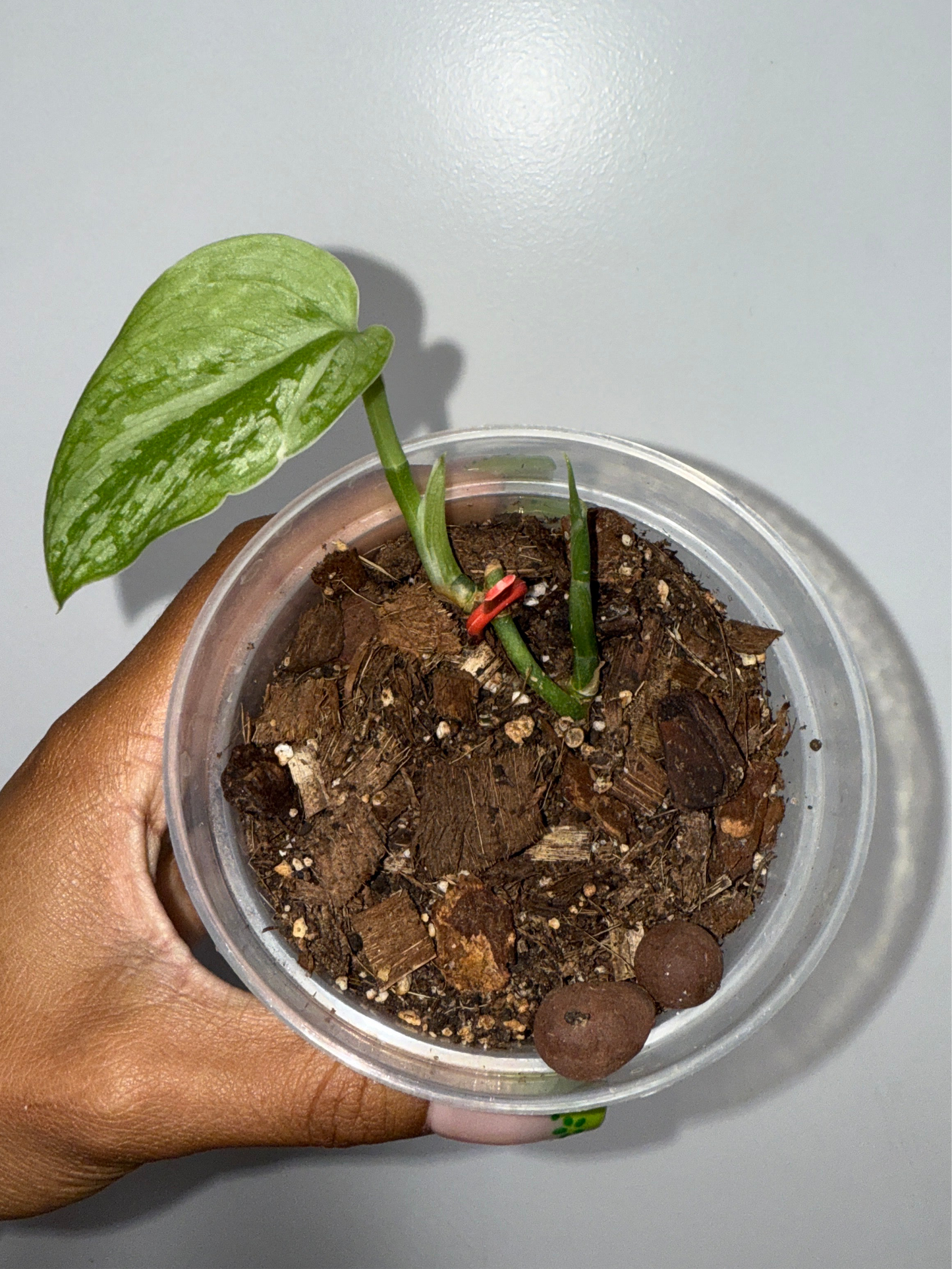 Silver cloud albo Scindapsus