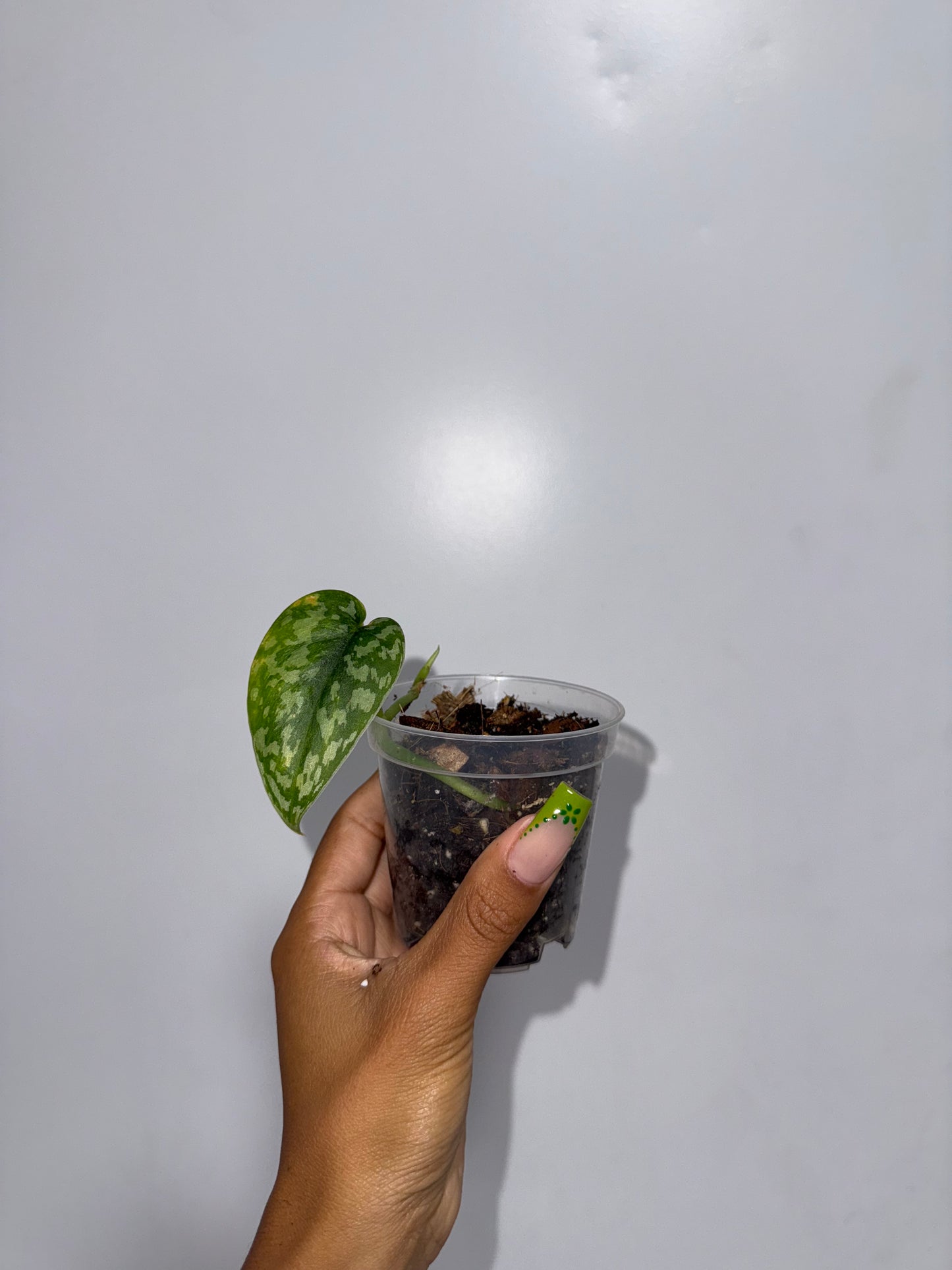 Maharlika Scindapsus
