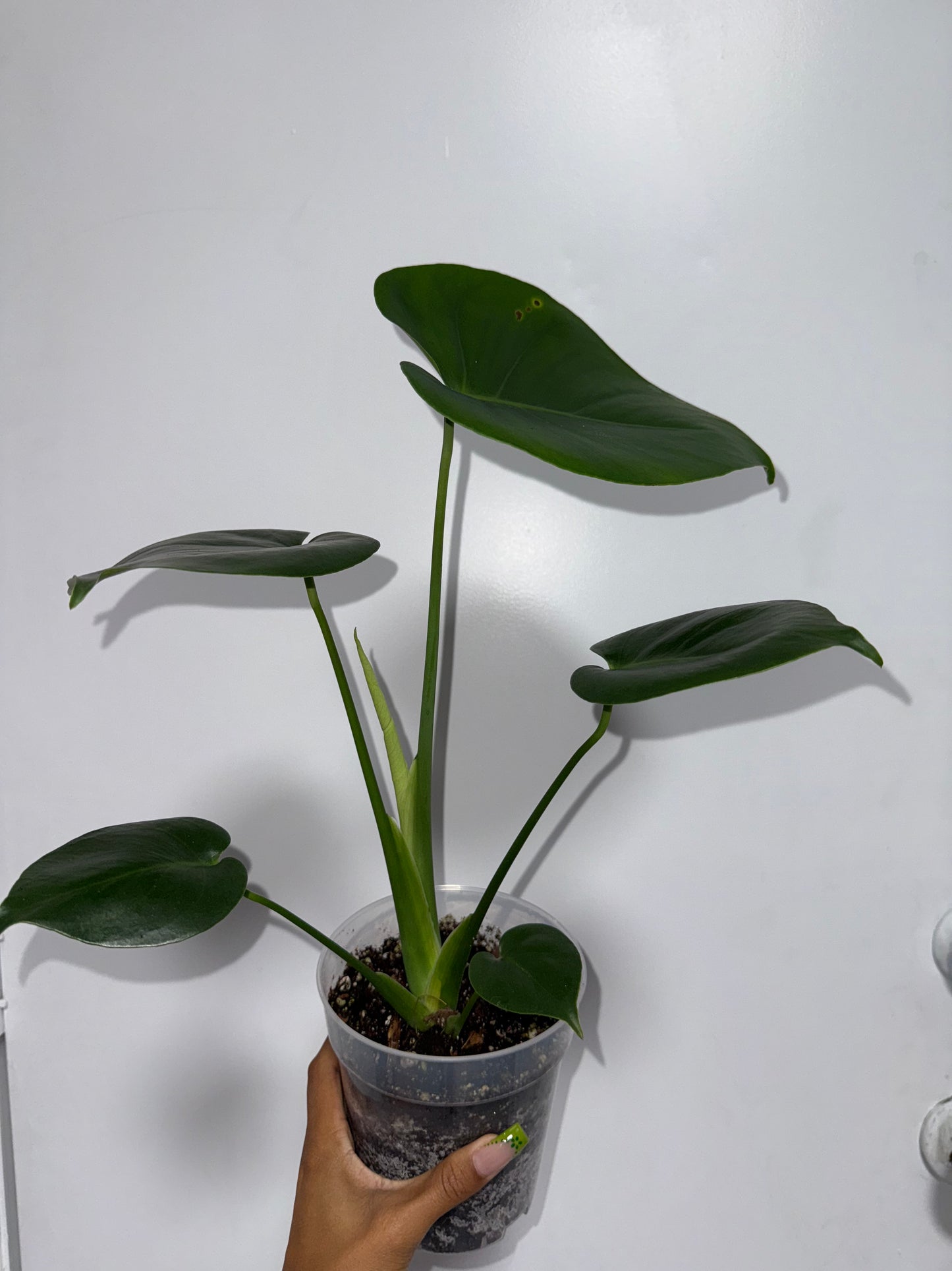 Monstera deli growers choice