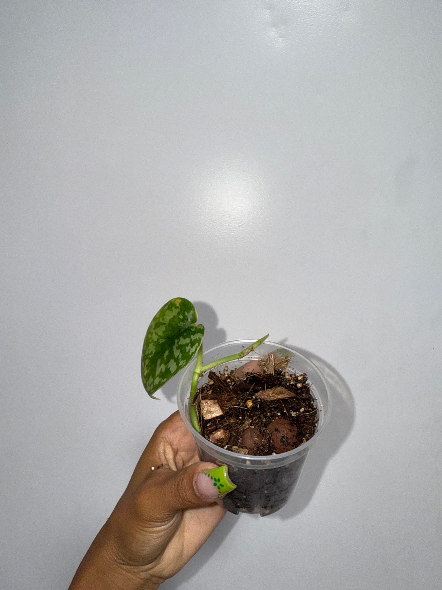 Maharlika Scindapsus