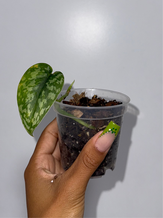Maharlika Scindapsus