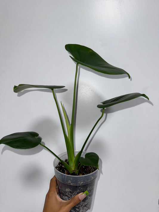Monstera deli growers choice