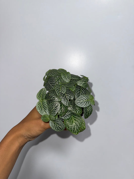 White nerve plants